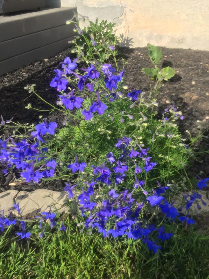 Delphinium