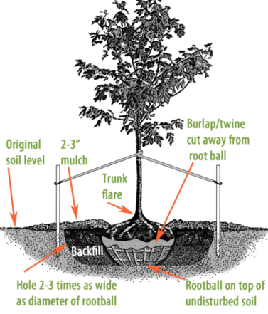A Note On Grafted Trees