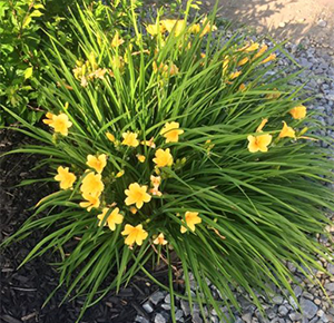 Stella D'oro Daylily