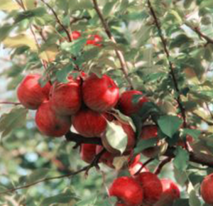 Apple Trees
