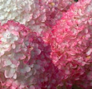 Vanilla Strawberry Hydrangea