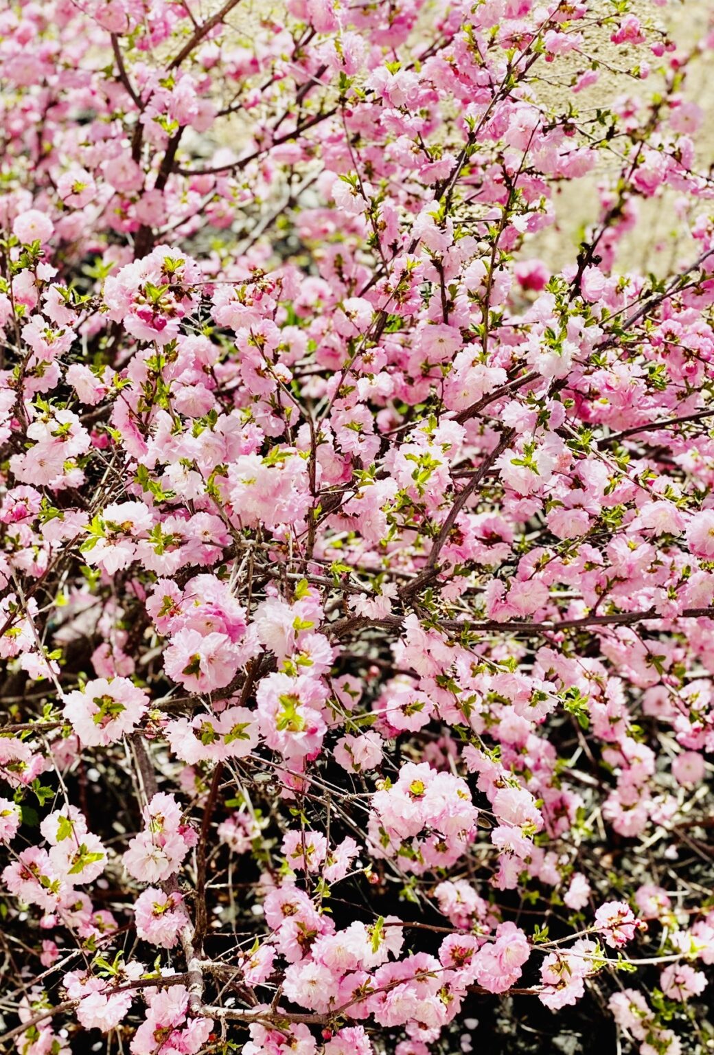 About Sherwood Nurseries