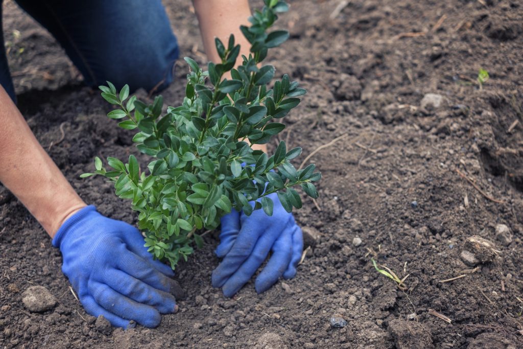 Planting Guide