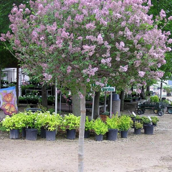 Dwarf Korean Lilac
