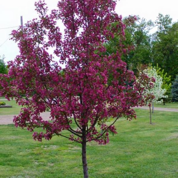 Gladiator Crabapple
