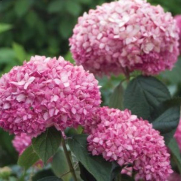 Invincible Spirit Hydrangea