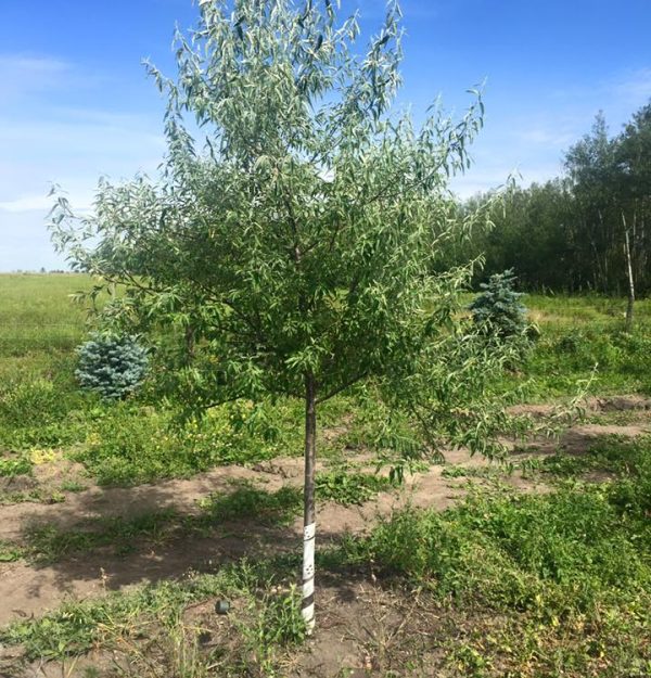 Russian Olive