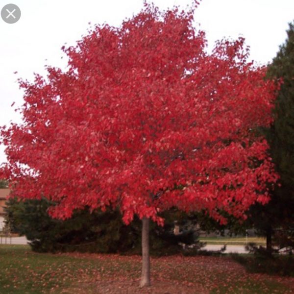 Scarlet Jewel Maple