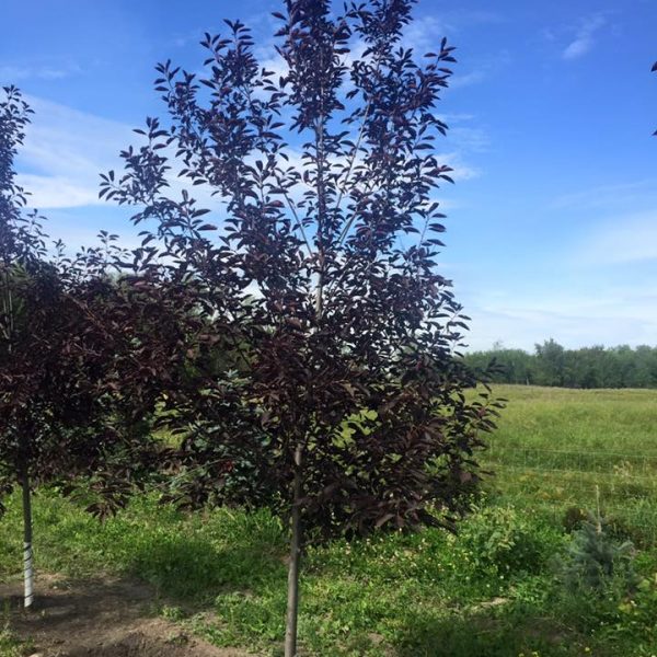 Schubert Chokecherry