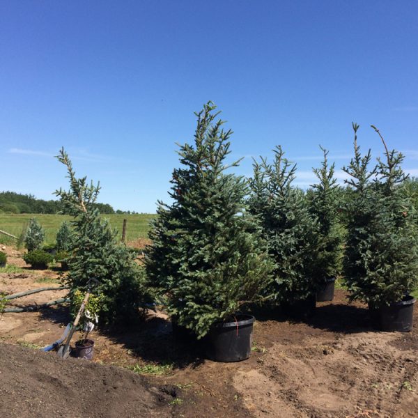 Spruce Trees