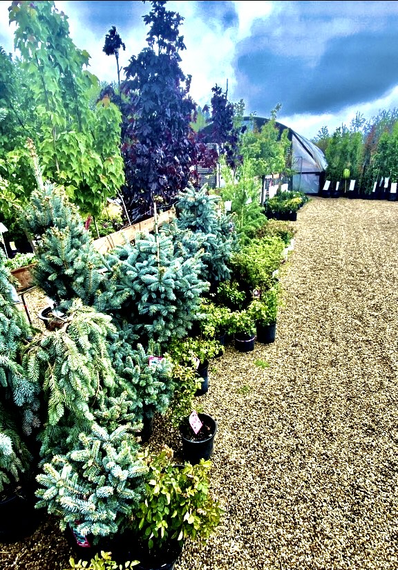 Sherwood Nurseries