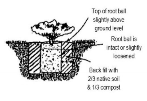 Potted Trees and Shrubs