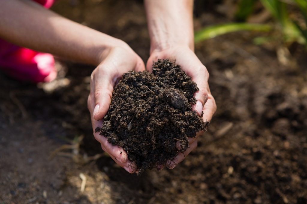 It Starts With The Roots