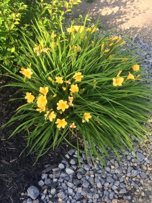 Stella d'oro Daylily