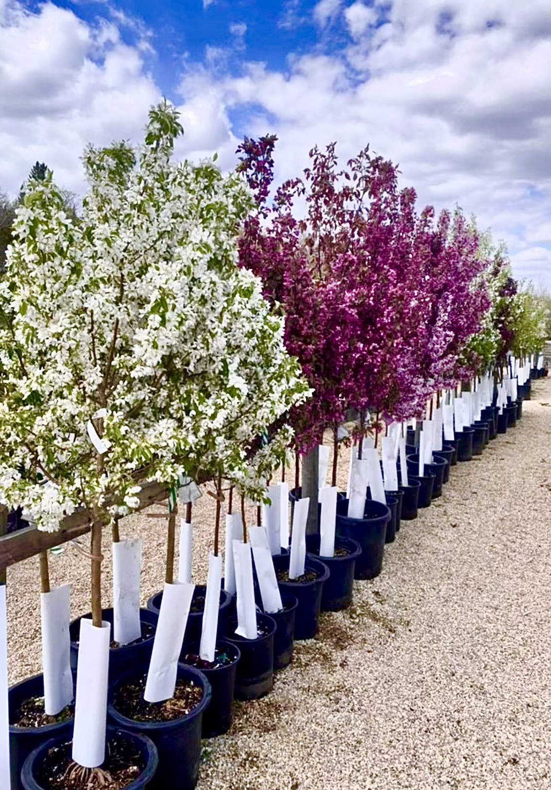 Contact Sherwood Nurseries