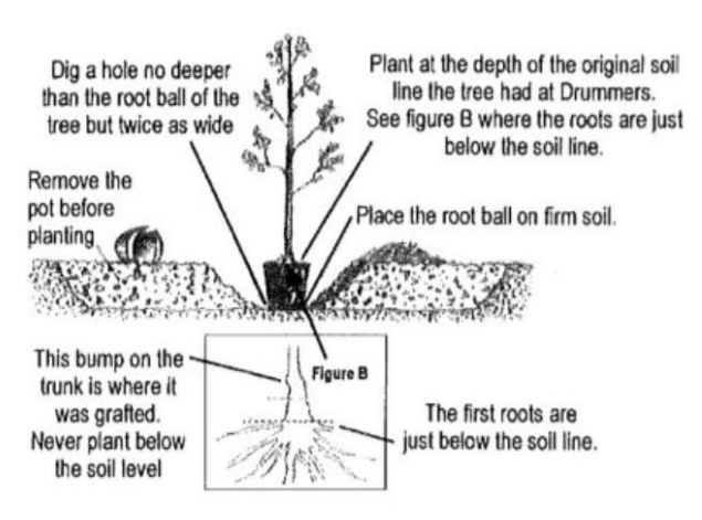 Tree Planting