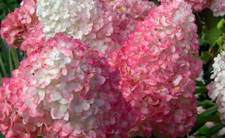 Vanilla Strawberry Hydrangea