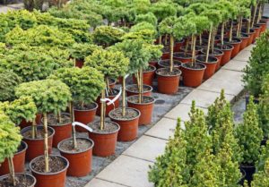 Evergreen Trees