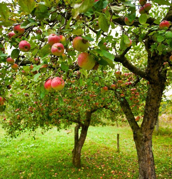 Apple Trees